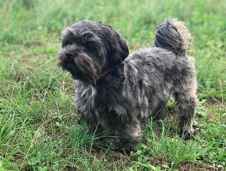 croisement teckel-shih tzu
