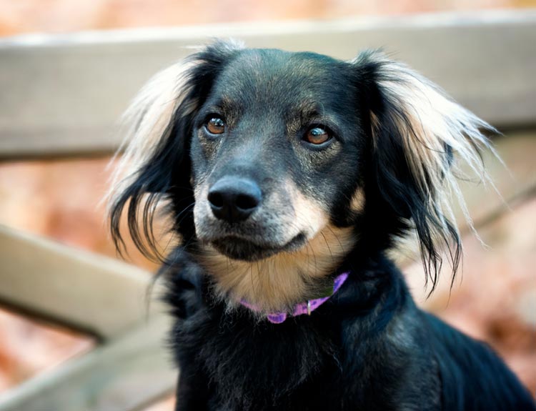 croisement teckel-spitz