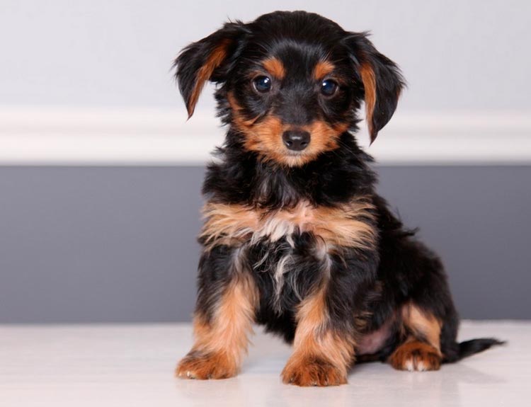 croisement teckel-yorkshire terrier