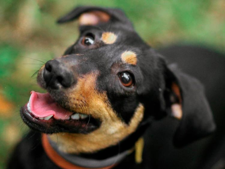 croisement de teckel