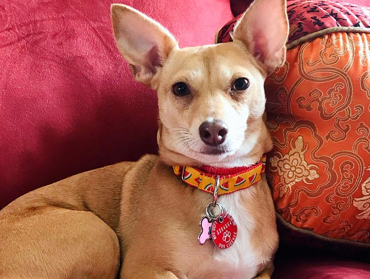 croisement teckel-chihuahua