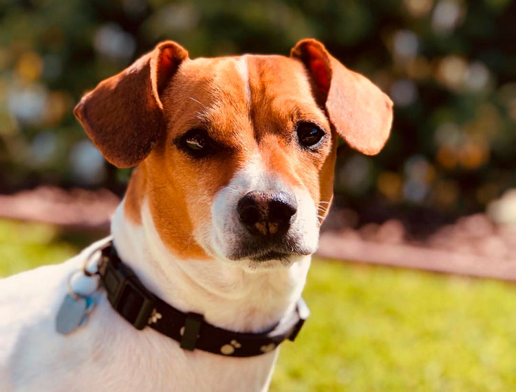 croisement teckel-Jack Russell