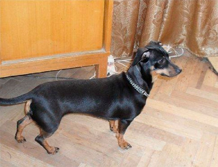 Croisement de teckel et de terrier nain