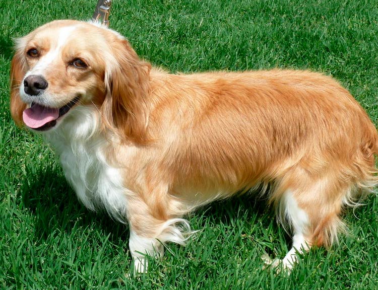 croisement teckel-épagneul