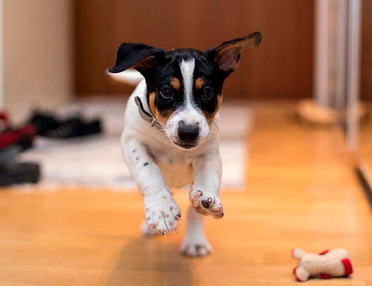 chiot Rat Terrier