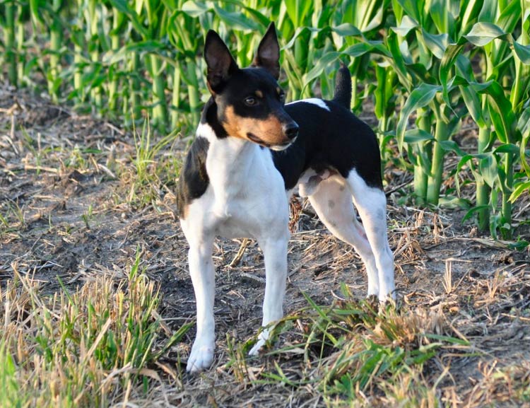 rat terrier dans un champ