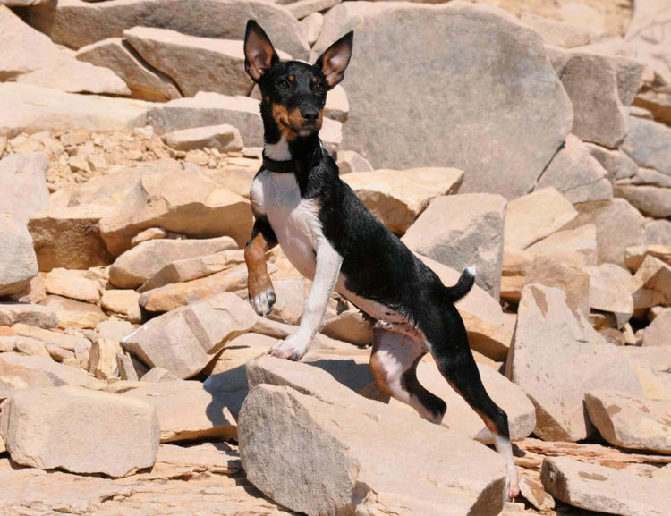 rat terrier sur un rocher