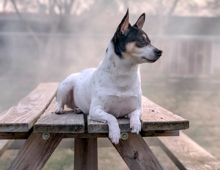 photo de Rat Terrier