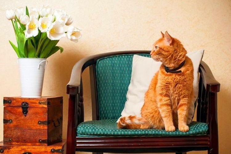 Un chat roux est assis sur une chaise