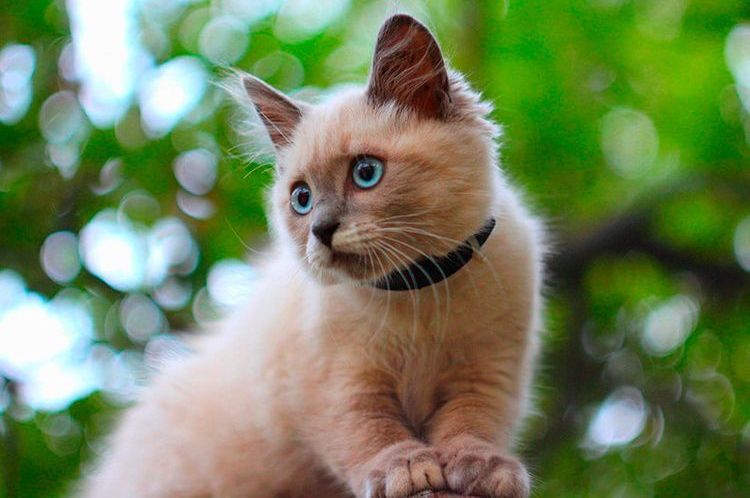 Le chaton porte un collier Beaphar