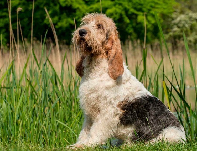 Grand Basset Griffon Vendéen