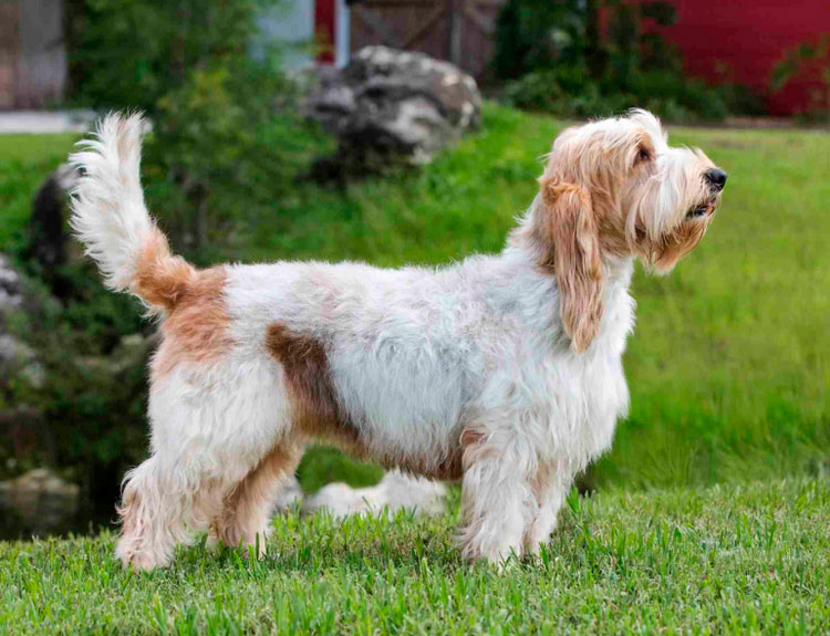 standard du Grand Basset Griffon Vendéen