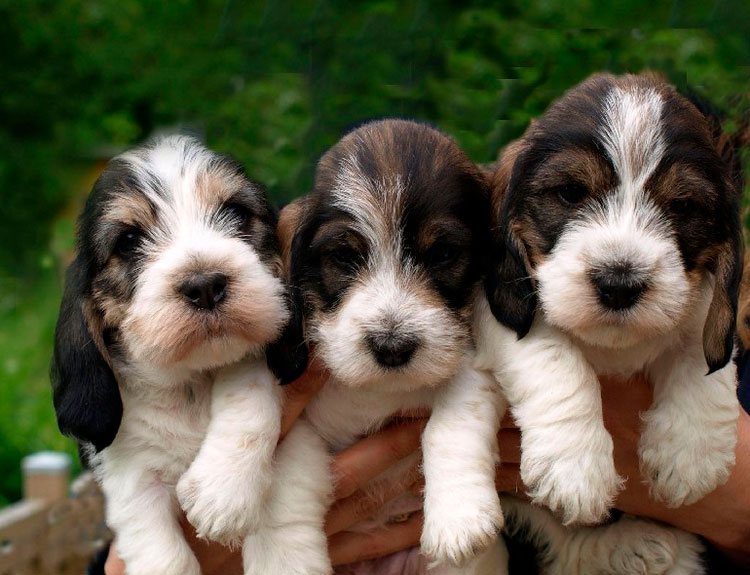élevage de Grand Basset Griffons Vendéens