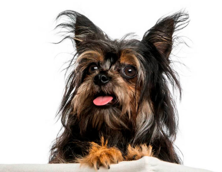 caractéristiques de Chorki