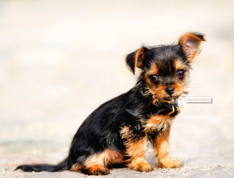 Chiot Chorkie