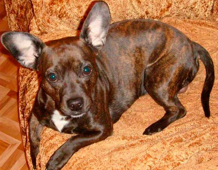 croisement teckel-bouledogue français