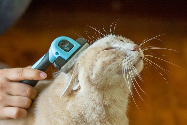 Furminator pour chats à poils longs