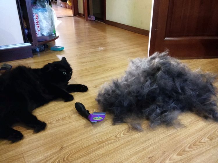 Utilisation d'un Furminator sur les chats à poils longs