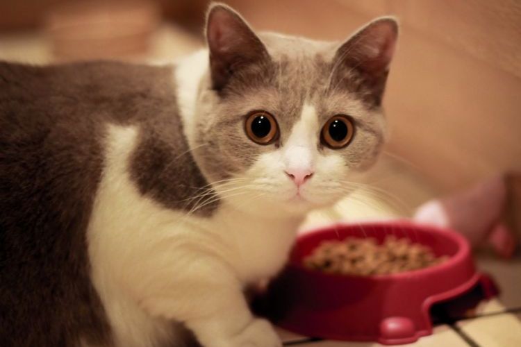 Le chat mange sa nourriture dans une gamelle.