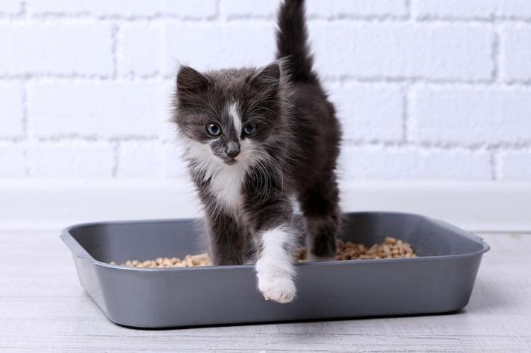 Chaton dans la litière