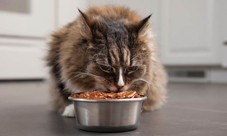Le chat mange des aliments naturels