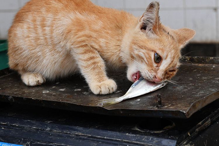 Le chat mange du poisson