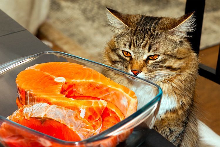 Le Chat et le Poisson Rouge