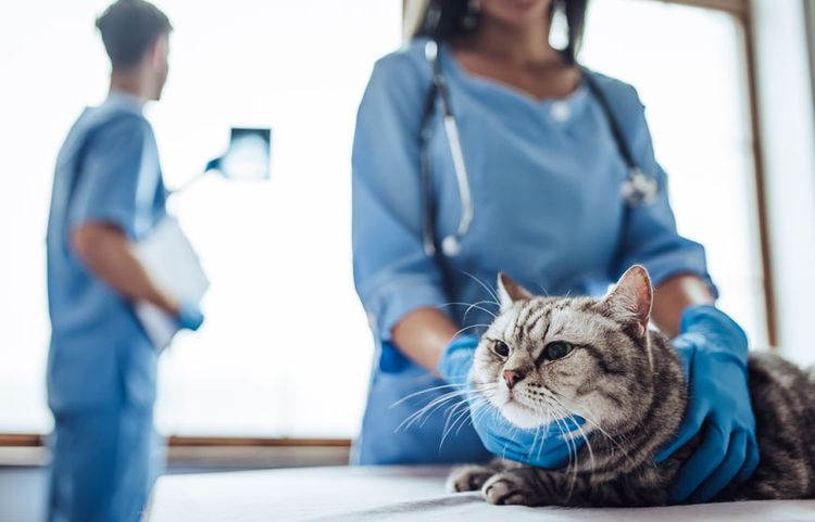 Un chat subissant un examen dans une clinique vétérinaire