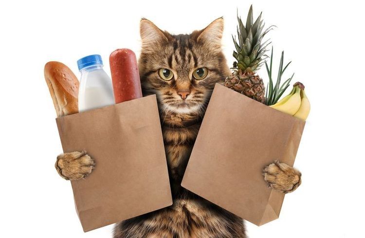 Aliments naturels pour chats