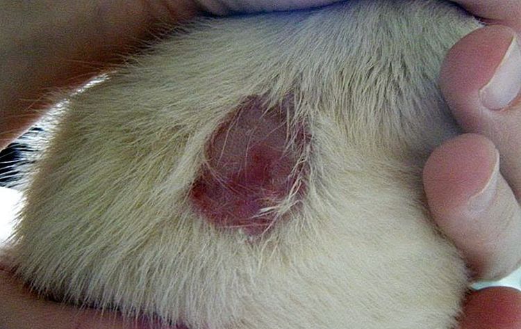 Lichen de Gibert rose chez un chat