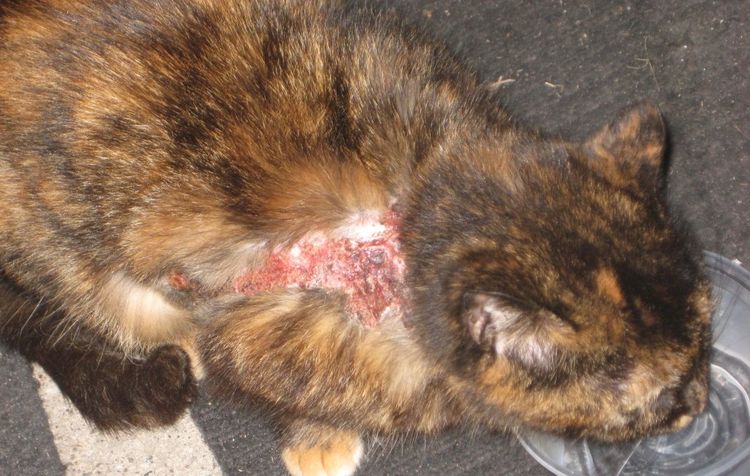 Eczéma (lichen suintant) chez un chat