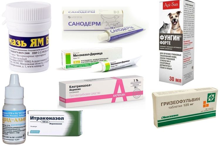 Médicaments pour le traitement de la teigne chez les chats