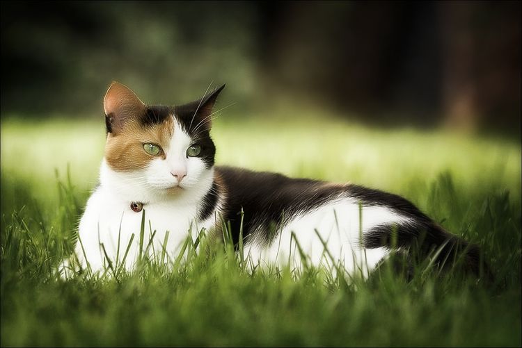 Le chat est allongé dans l'herbe.