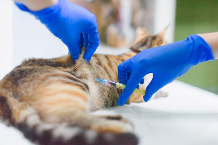 Traitement de la piroplasmose