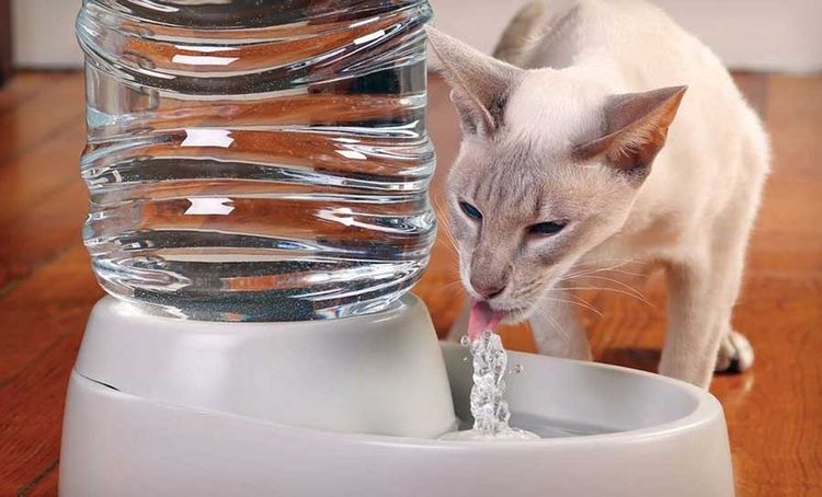 Le chat boit de l'eau dans une gamelle.