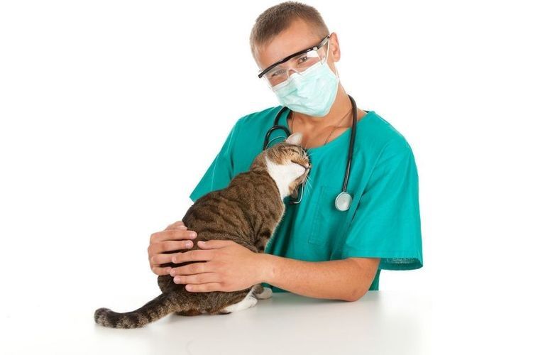 Chat chez le vétérinaire