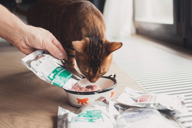Le chat mange des aliments naturels