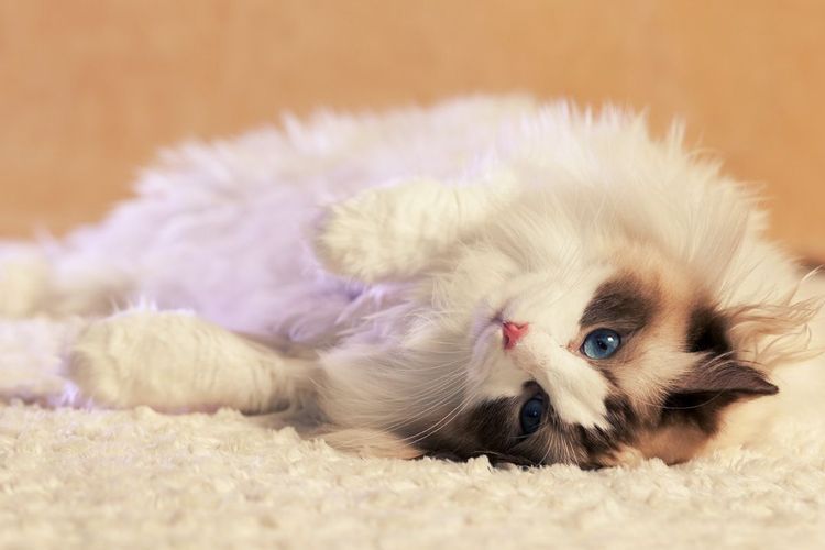 Vétérinaire Calm pour chats