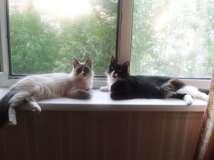 Filet anti-chat pour fenêtres