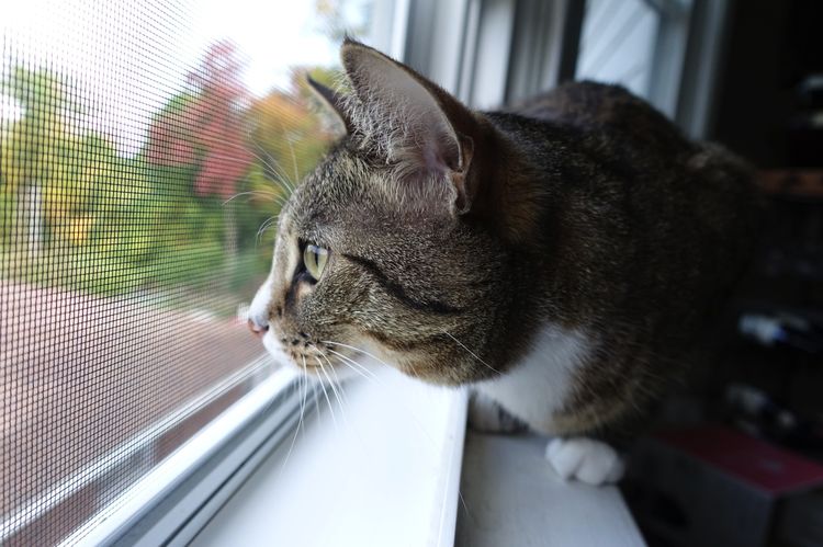 Protection des fenêtres contre les chats
