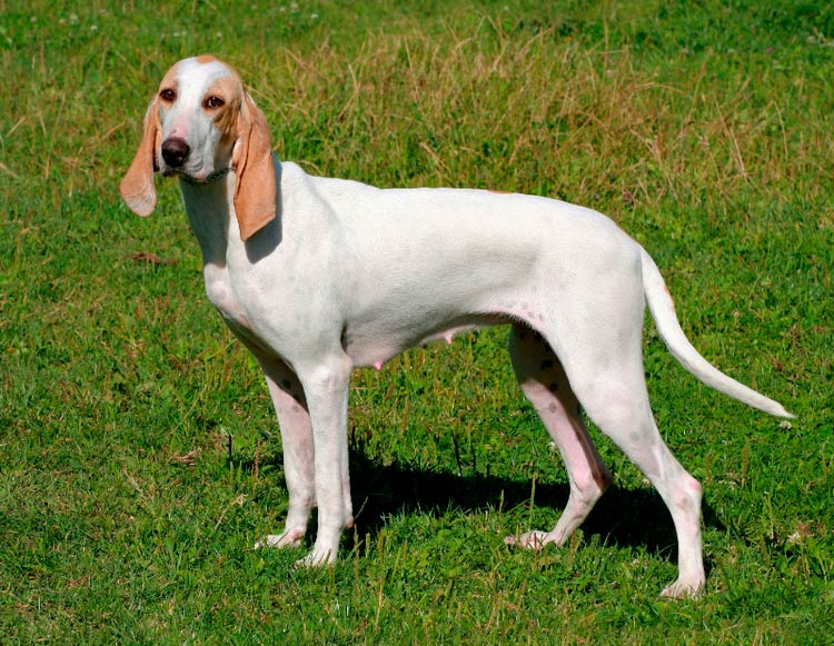 caractère de la porcelaine