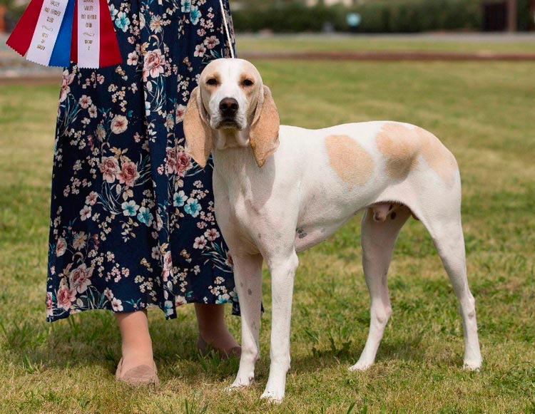 standard de race porcelaine