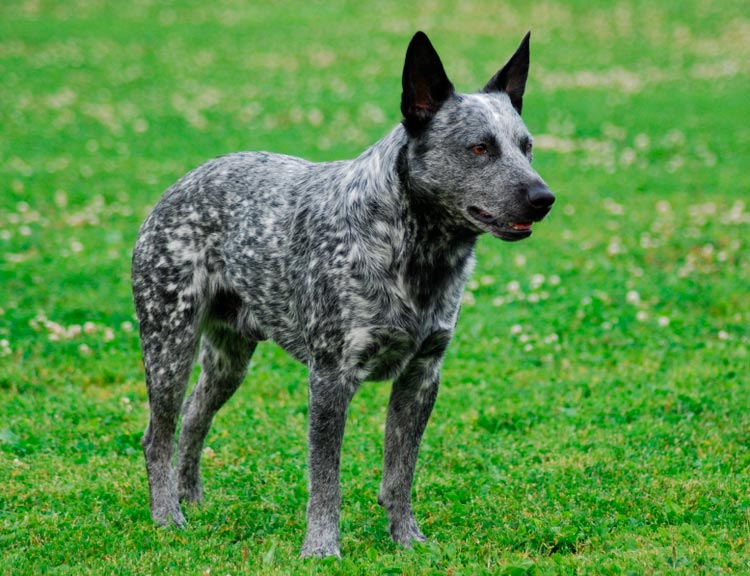 Bouvier australien à queue courte bleu