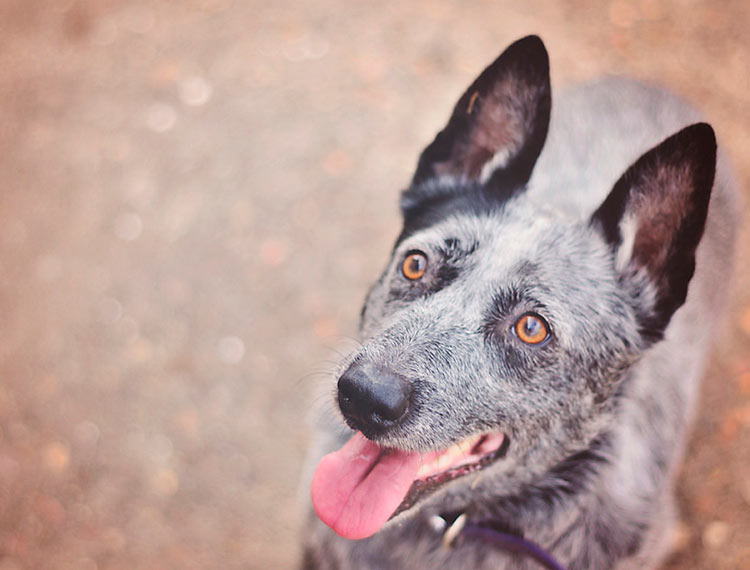 Bouvier australien à queue courte