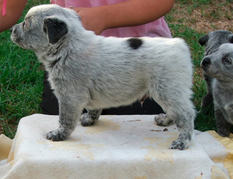 chiot Bouvier australien à queue courte