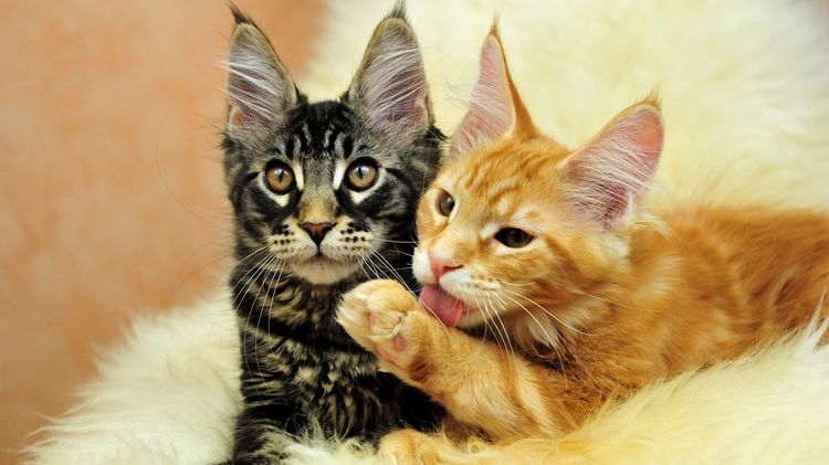 Chatons Maine Coon adultes