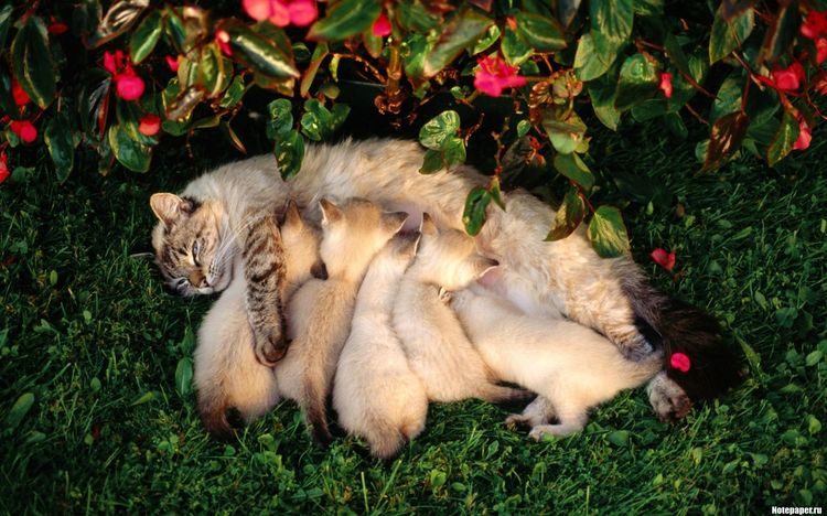Un chat nourrit des chatons