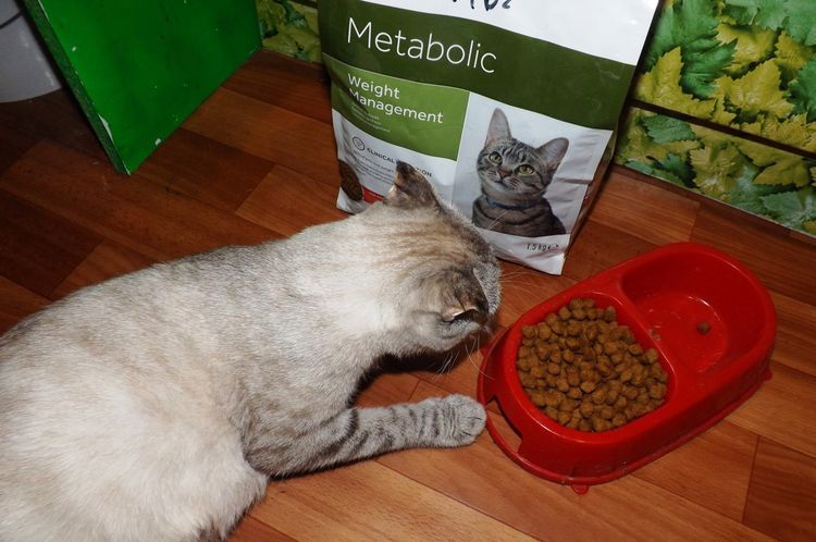 Le chat mange des croquettes Hill's Metabolic.