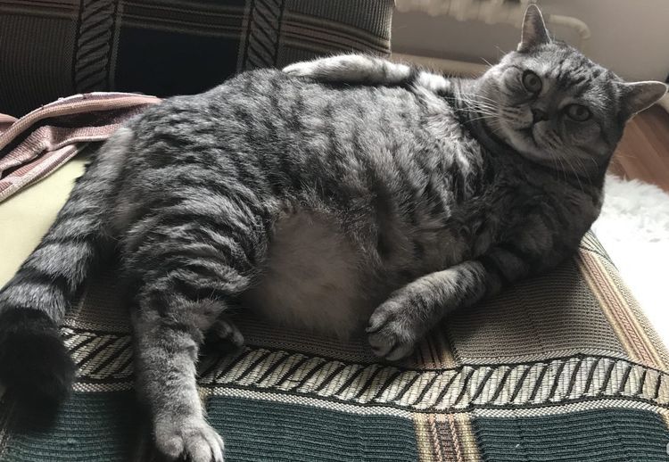 Un gros chat se couche sur le côté.
