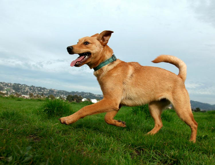 Chien Jindo coréen